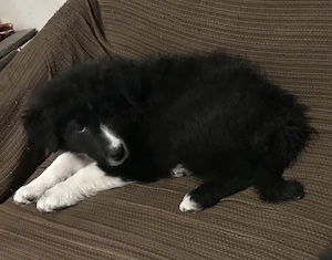 Vând cățel Border collie