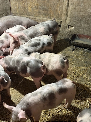 vand purcei pietrain! - imagine 4