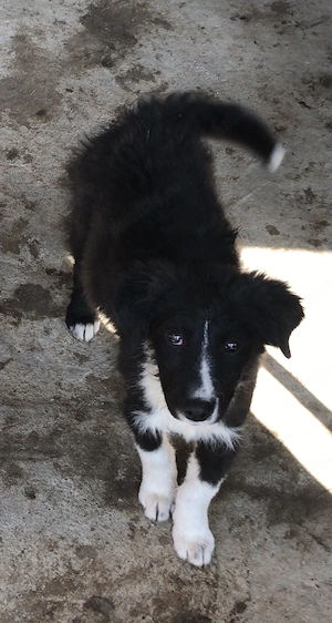 Vând cățel Border collie - imagine 2