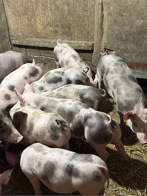 vand purcei pietrain!