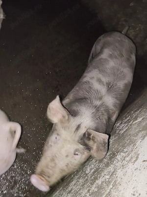 vind porci  - imagine 5