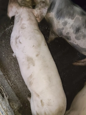 vind porci  - imagine 3