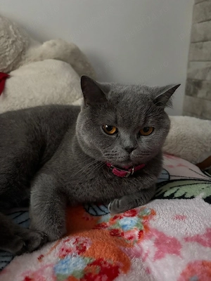 Pisică brittish shorthair  - imagine 2