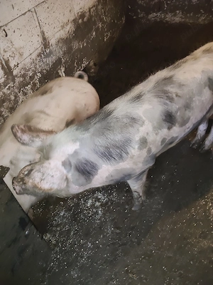 vind porci  - imagine 4