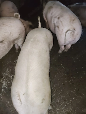 vind porci  - imagine 2