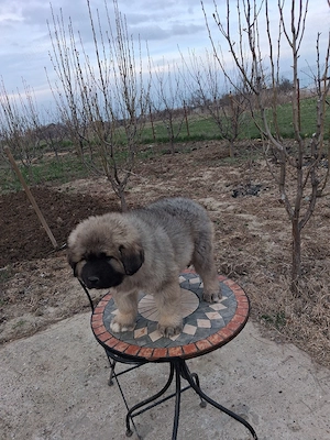 Mascul caucazian! - imagine 2