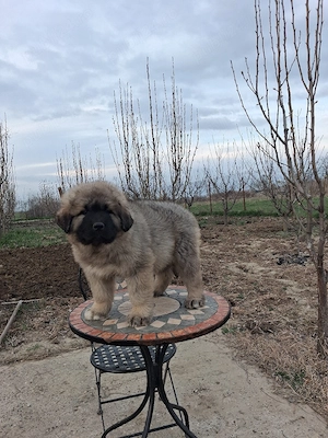 Mascul caucazian! - imagine 4