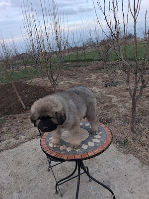 Mascul caucazian! - imagine 5