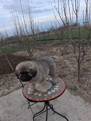 Mascul caucazian! - imagine 3