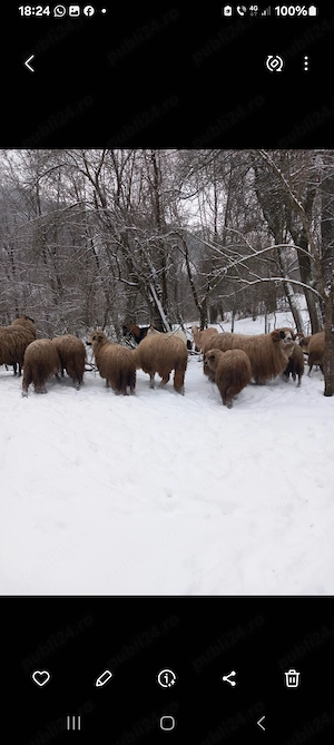 oi miei berbec cappre tap