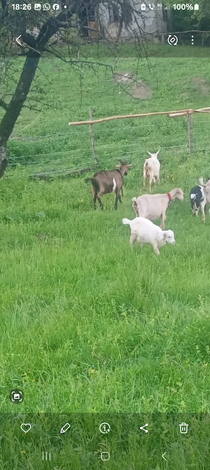 oi miei berbec cappre tap - imagine 3