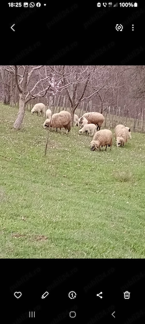 oi miei berbec cappre tap - imagine 4