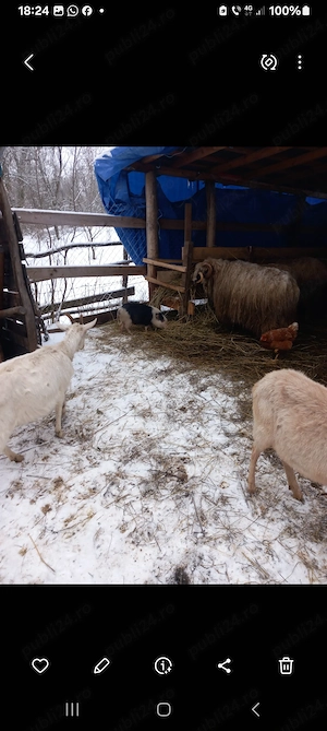 oi miei berbec cappre tap - imagine 2