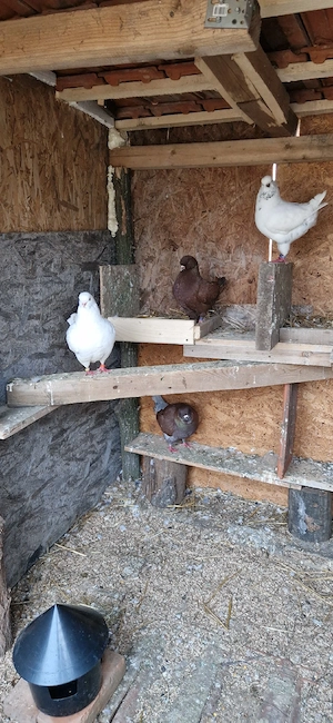 porumbei de ornament