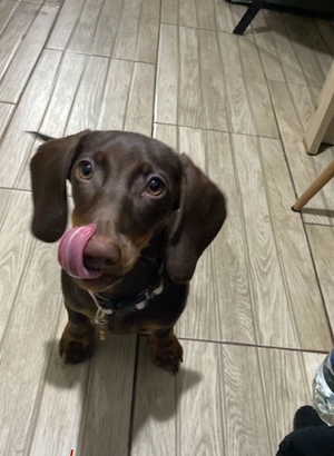 Cățelușă de rasă de vânzare (Teckel- 6 luni, pe nume Weenie)