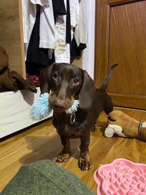 Cățelușă de rasă de vânzare (Teckel- 6 luni, pe nume Weenie) - imagine 3