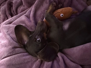 Cățelușă de rasă de vânzare (Teckel- 6 luni, pe nume Weenie) - imagine 2