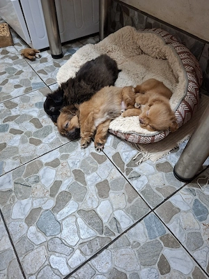 Vand catei pechinezi - imagine 5