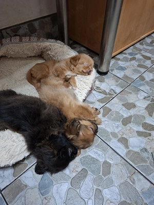 Vand catei pechinezi - imagine 3