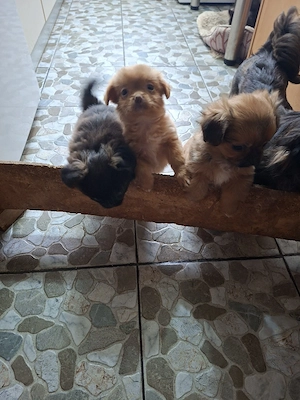 Vand catei pechinezi - imagine 2