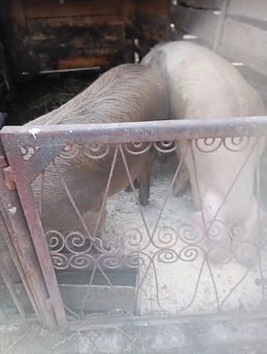 Porci de vânzare 