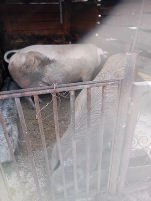 Porci de vânzare 