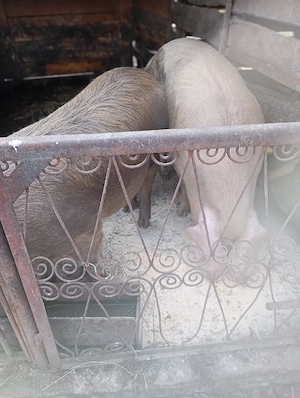 Porci de vânzare  - imagine 3