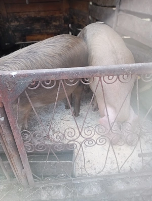 Porci de vânzare  - imagine 4