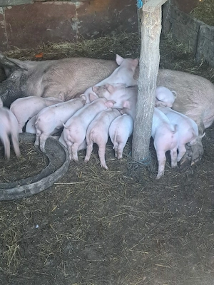 vând purcea  - imagine 2