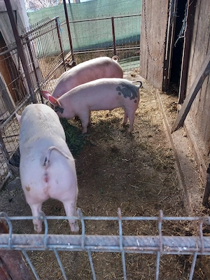 Vând 3soldani cu greutate  cuprinsa intre 50-70kg