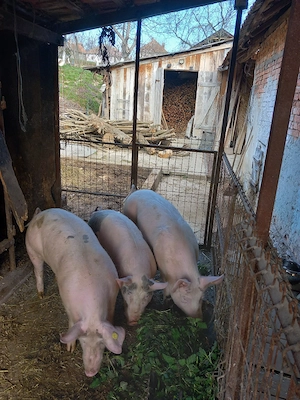 Vând 3soldani cu greutate  cuprinsa intre 50-70kg - imagine 2