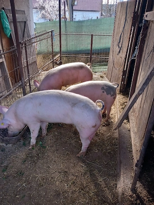 Vând 3soldani cu greutate  cuprinsa intre 50-70kg - imagine 3