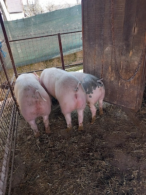 Vând 3soldani cu greutate  cuprinsa intre 50-70kg - imagine 4