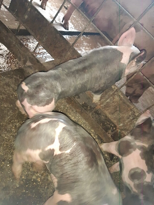 purcei pietrain  - imagine 2