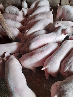 purcei între 15 și 40kg