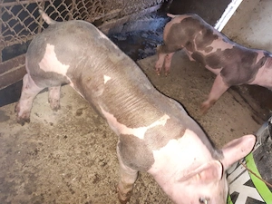 purcei pietrain  - imagine 3