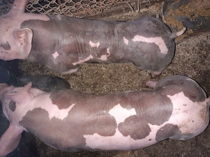 purcei pietrain  - imagine 5