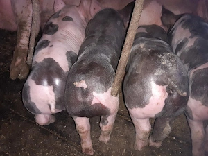 purcei pietrain  - imagine 4