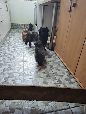 Vand catei pechinezi - imagine 4