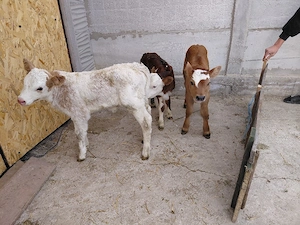 vand 3 vitei  - imagine 2