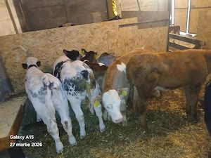 vand 5 taurasi intarcati - imagine 3