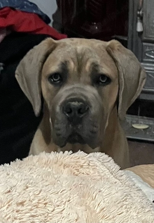 Puiuti Cane Corso - imagine 3