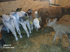 vand 5 taurasi intarcati - imagine 2