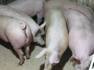 porci de carne  - imagine 2