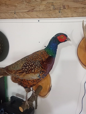 Vind fazan inpăiat  taxidermie - imagine 2