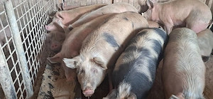 porci de carne  - imagine 3