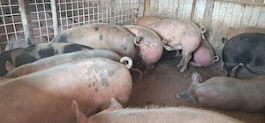 porci de carne  - imagine 3