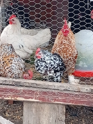 gaini de rasa - imagine 3