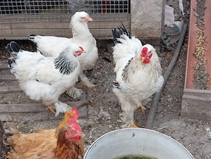 gaini de rasa - imagine 2