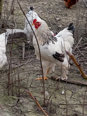 gaini de rasa - imagine 4